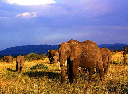 逍遥度夏 到肯尼亚感受赤道清凉