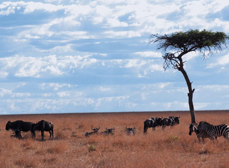 逍遥度夏 到肯尼亚感受赤道清凉