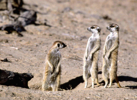 逍遥度夏 到肯尼亚感受赤道清凉