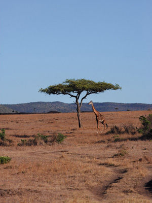 逍遥度夏 到肯尼亚感受赤道清凉