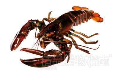 秋风渐起 享受一席关于龙虾的盛宴