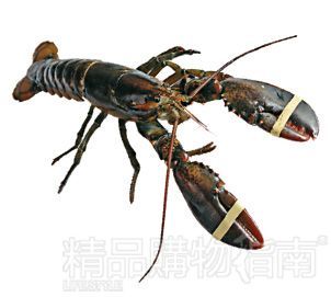 秋风渐起 享受一席关于龙虾的盛宴