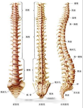 揭秘人体器官 男人乳头有什么用