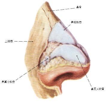 揭秘人体器官 男人乳头有什么用