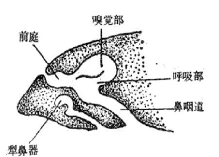 揭秘人体器官 男人乳头有什么用