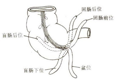 揭秘人体器官 男人乳头有什么用