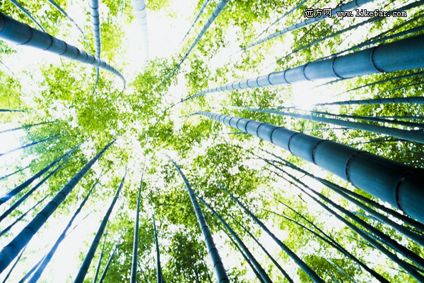 风过竹海，藏不住的安吉 浙江安吉自助攻略