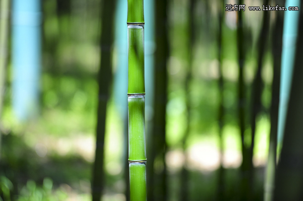 风过竹海,藏不住的安吉 浙江安吉自助攻略