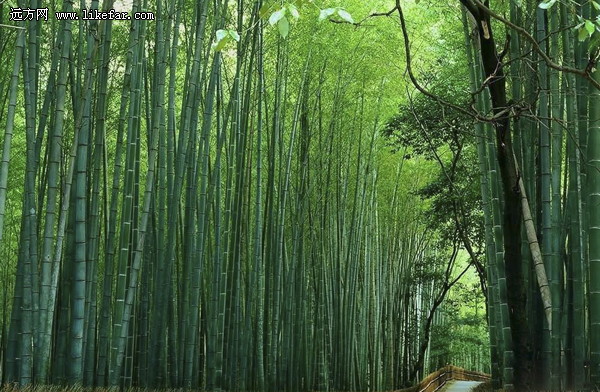 风过竹海,藏不住的安吉 浙江安吉自助攻略