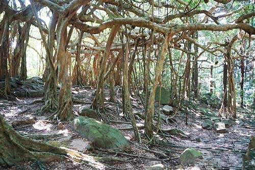 台湾白榕园 探寻少年PI神秘岛的取景地[2]