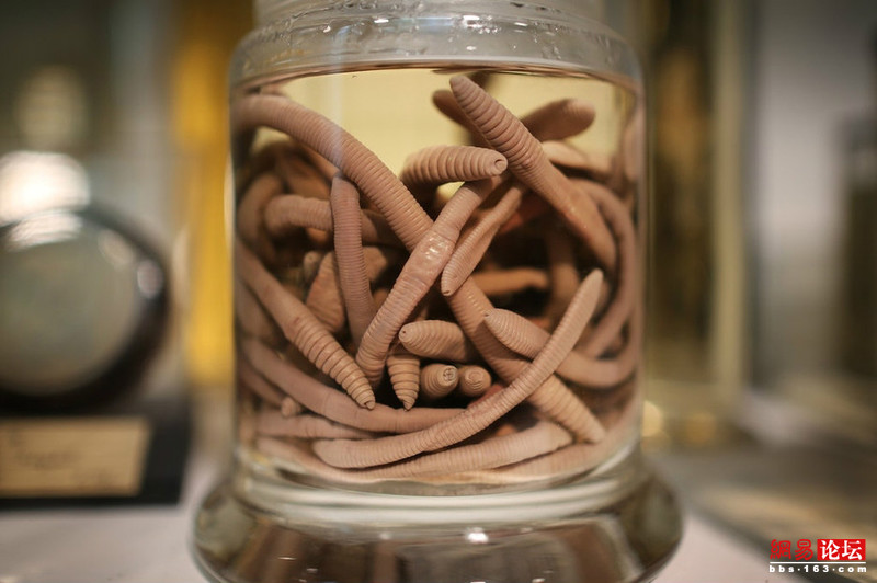 探秘国外恐怖动物标本博物馆