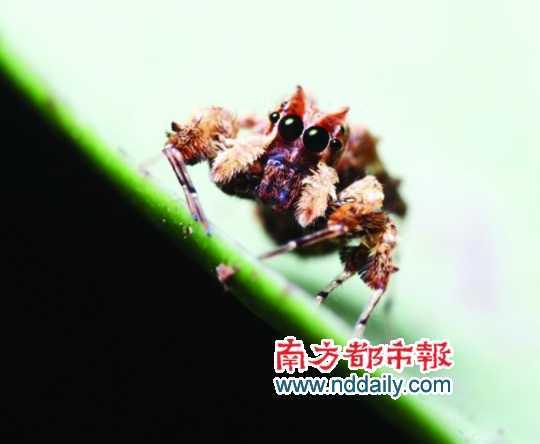 自然界高智商动物【组图】