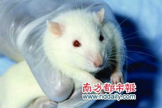 自然界高智商动物【组图】