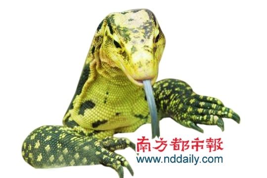 自然界高智商动物【组图】