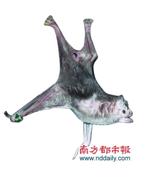 自然界高智商动物【组图】