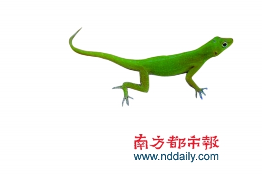 自然界高智商动物【组图】
