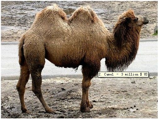 千万元天价藏獒现身！全球最吸金名贵宠物(组图)