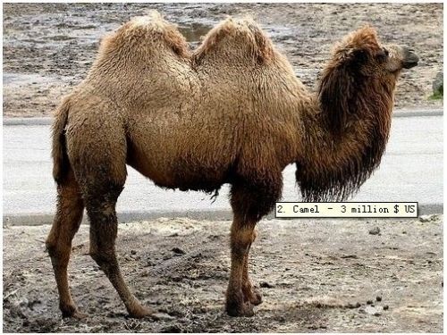 全球最贵宠物盘点：藏獒售价高达150万美元