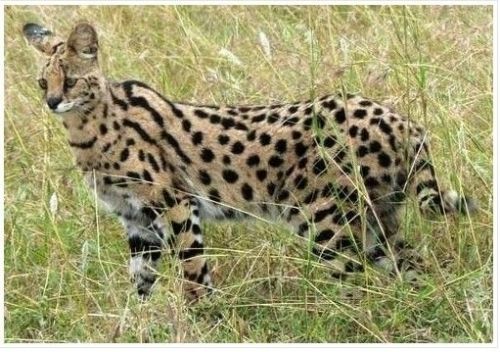 全球最贵宠物盘点：藏獒售价高达150万美元