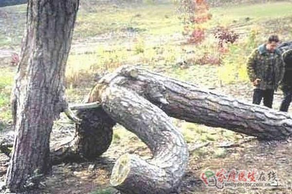 大自然的结晶：酷似人体生殖器的畸形蔬果(组图)
