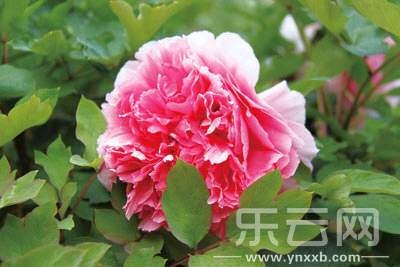 花都开好了 不赏花不知云南春天有多美