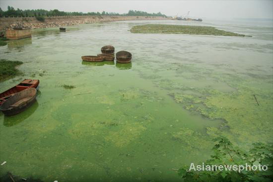 Blue-green algae emerges in Chaohu Lake