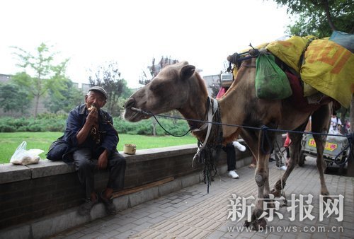 85-yr-old man begs in Beijing with his camel