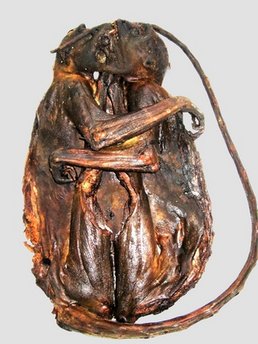 Tons of bushmeat smuggled into Paris, study finds