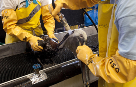 Oil-covered pelicans cleaned