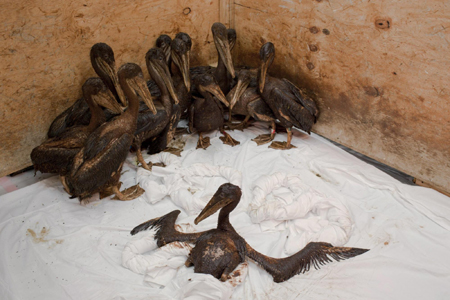 Oil-covered pelicans cleaned