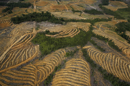 Cleared forested areas for palm oil plantations in Indonesia