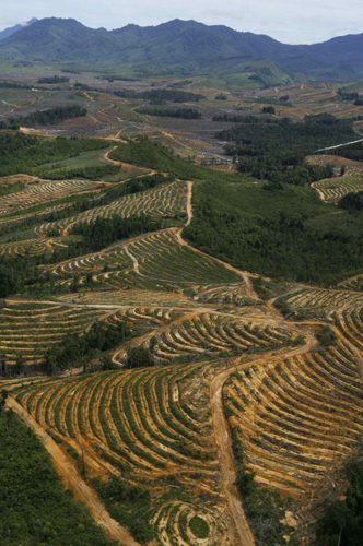 Cleared forested areas for palm oil plantations in Indonesia
