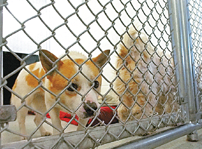 Dogs rescued from certain death at meat farm arrive in US