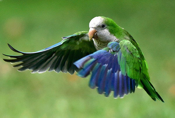 Pets or pests? Quaker parrots invade Madrid