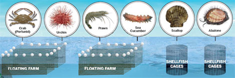 Bohai natural ecosystem