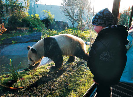 Pandas may find traveling hard to bear