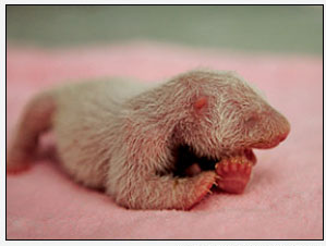 Newborn Pandas: the size of a stick of butter