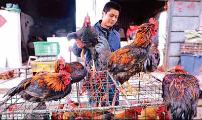 Avian flu quiets song in bird market