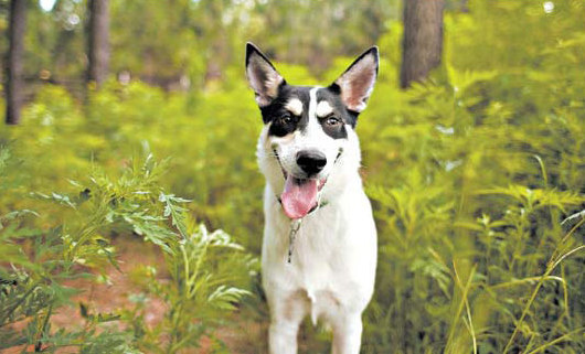 Carolina dog's DNA tracks lead a long way back