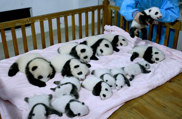 14 panda cubs to go on display during National Day holiday