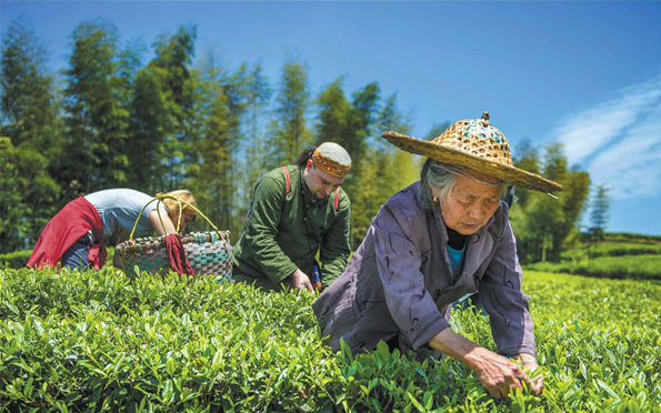 Fuding savors success in white tea