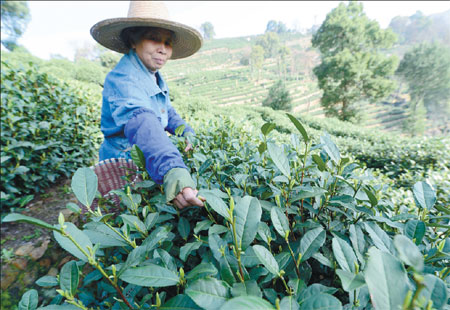 Shortage of water won't dilute attraction of famed Longjing tea