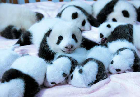 Adorable Baby Pandas