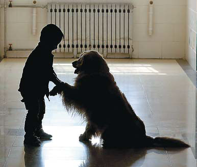 lucky a therapy dog plays with an autistic child at the beijing ...