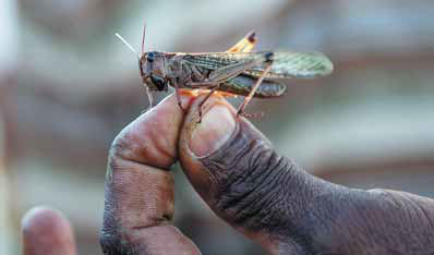 Madagascar wages war on locusts