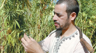 Morocco mulls legal marijuana growing