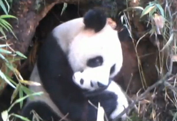 Cameras capture daily lives of mother panda, cub in the wild