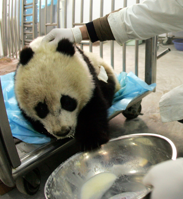 Distemper blamed in death of panda