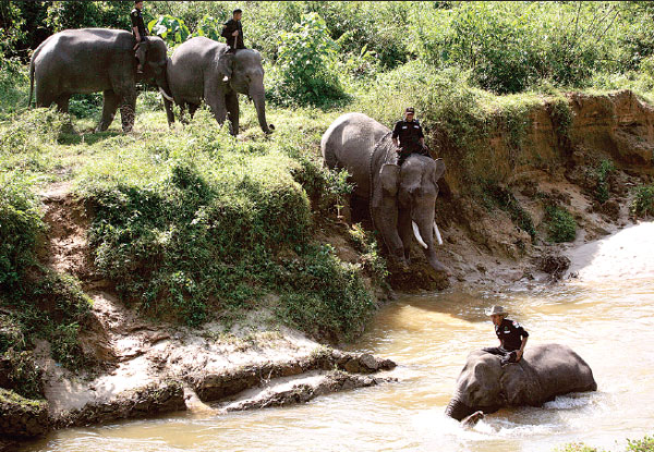 Elephant patrols safeguard jungle