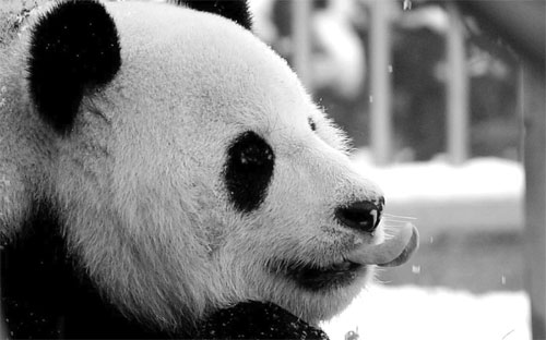 Reserves expanded to protect panda's habitat, building banned